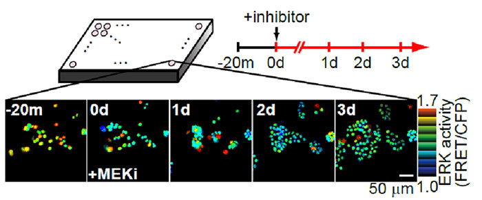 Fig 2. Using the IX-ZDC Z-drift compensator with a multidimensional cell-based assay system
