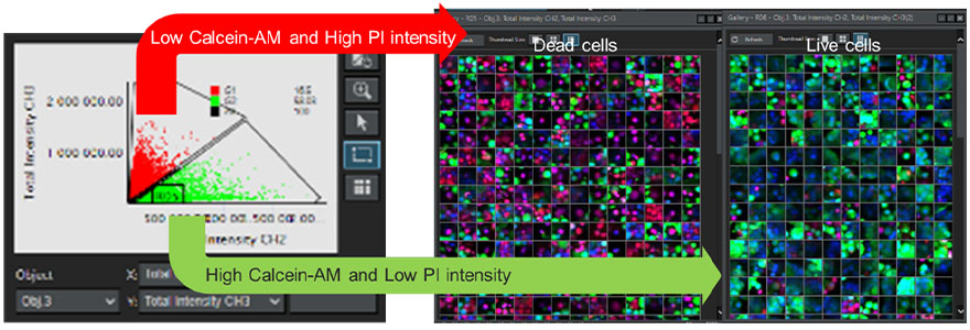 그림 7. NoviSight 소프트웨어를 사용하여 모든 세포의 생존 가능성 결정. 왼쪽: 각 세포에 대한 Calcein-AM 채널과 PI 채널의 형광 신호 강도를 나타내는 그래프. 오른쪽: 죽은 세포와 살아있는 세포의 갤러리 이미지.