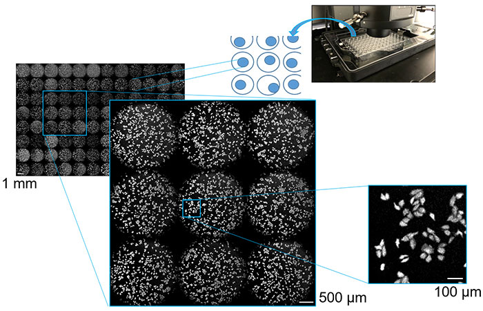 Images de cellules cultivées dans des plaques multipuits (échelle de 1 mm, 500 µm et 100 µm) saisies par imagerie de luminescence avec prises de vue multipoints