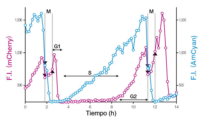 Figura 3: Perfiles temporales de intensidades fluorescentes (F.I.) de un núcleo celular único expresando Fucci (CA) 2.1