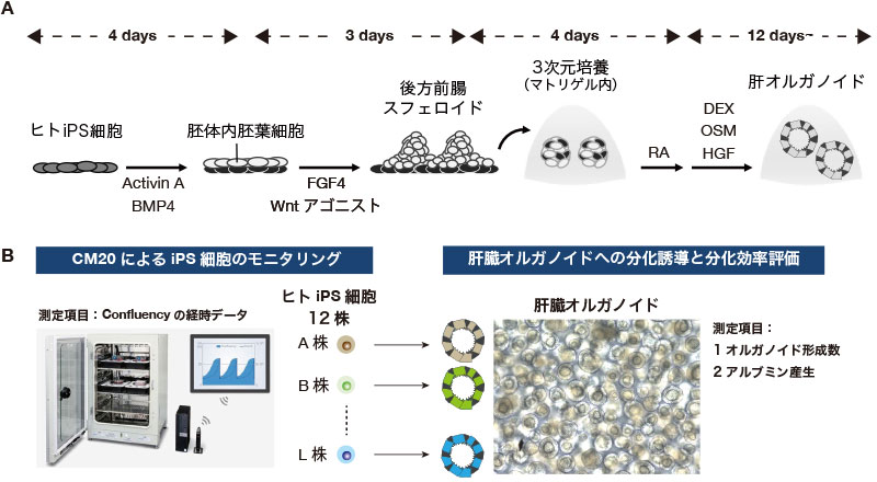 CM20を用いたヒトiPS細胞株間の比較解析 第二弾：iPS細胞間で見られる