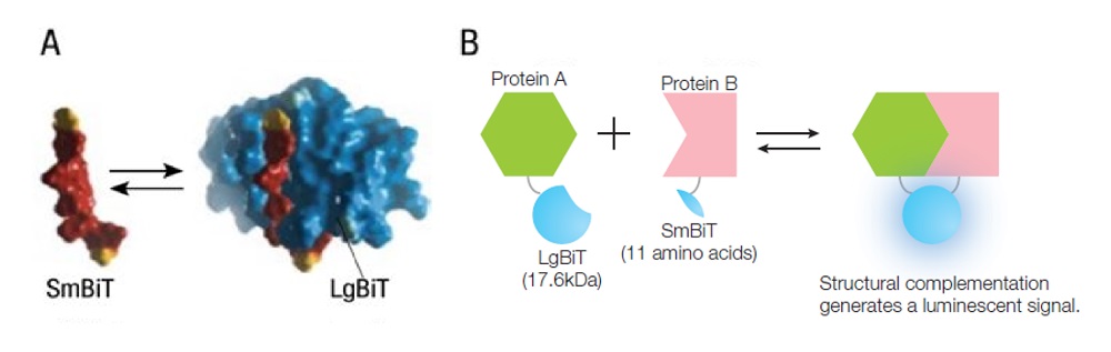 Figure 1. Overview of the NanoBiT® protein-protein interaction system. Image courtesy of Promega.