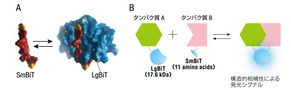図1．NanoBiTの構造と再構成によるタンパク質間相互作用の測定原理