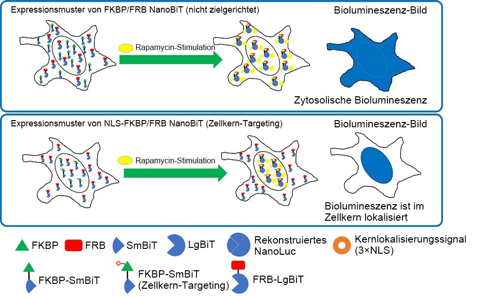 Abbildung 2: Intrazelluläre Lokalisierung von FKBP/FRB NanoBiT und NLS-FKBP/FRB NanoBiT.