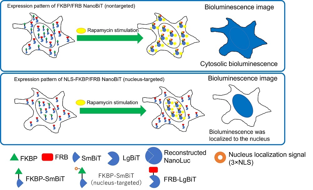 Figure 2. Intracellular localization of FKBP/FRB NanoBiT and NLS-FKBP/FRB NanoBiT.