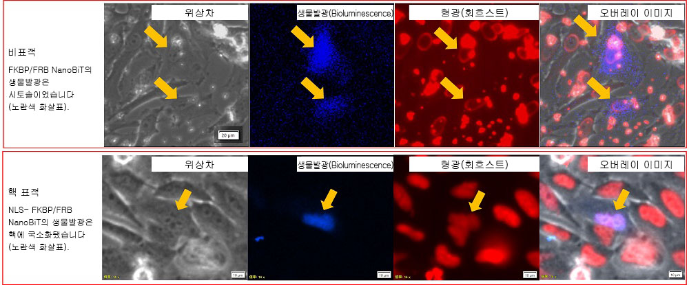 그림 3.FKBP/FRB NanoBiT 및 NLS-FKBP/FRB NanoBiT의 세포 내 국소화.