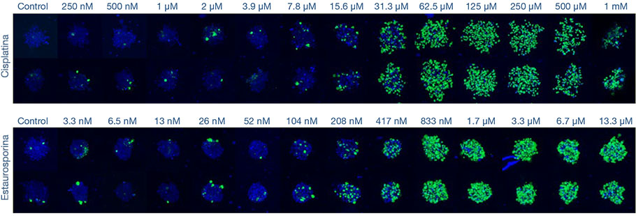 Fig.2 Produção de imagens de alta velocidade da resposta ao medicamento com esferoides