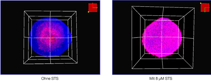 Abbildung 2: Volumetrische Ansicht von HT-29-Sphäroiden mit (rechts) und ohne (links) STS.