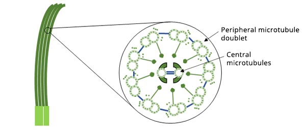 Figure 1. Schematic diagram of the structure of cilia.