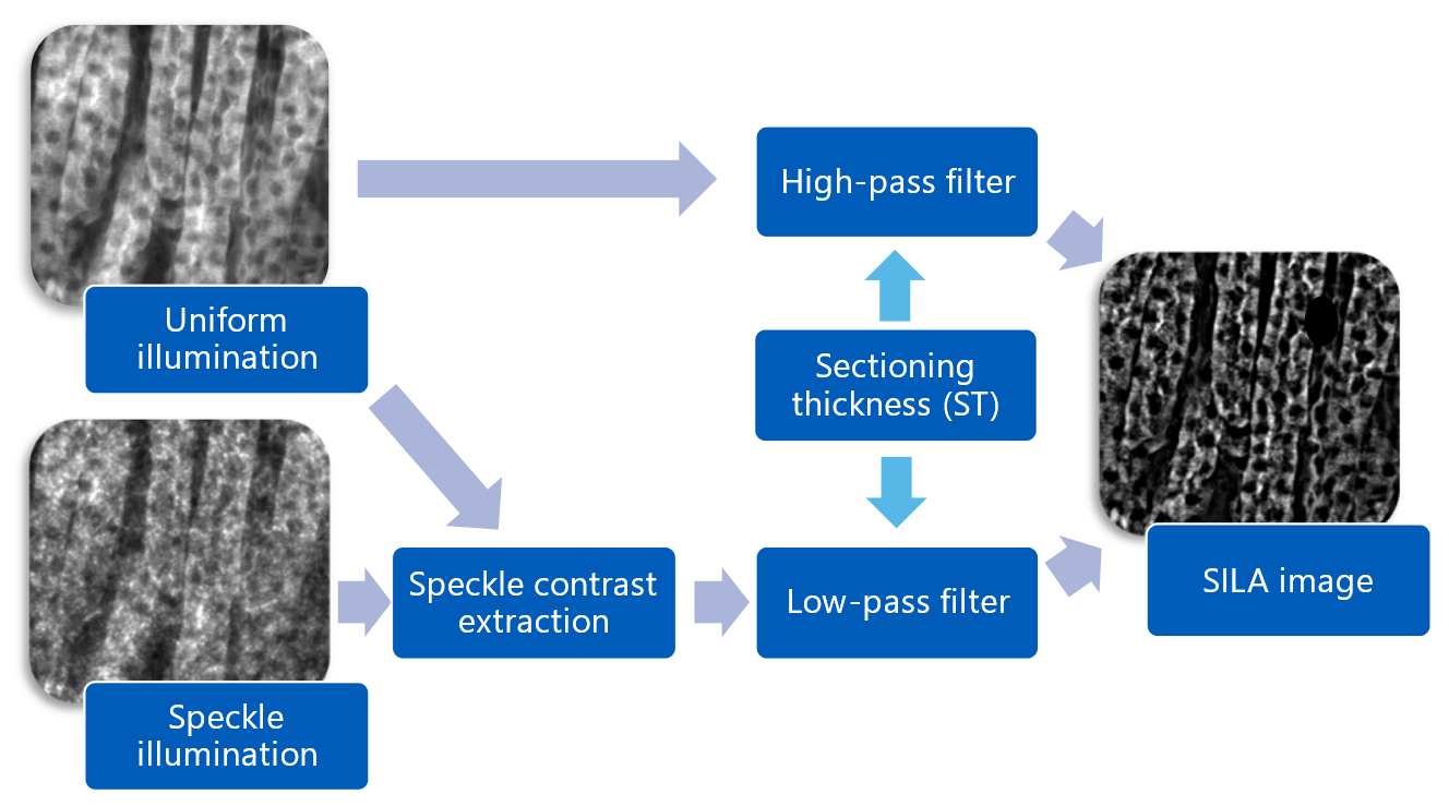 SILA processing steps for whole slide imaging of thick samples