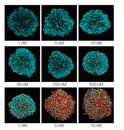 Figure 1: images de sphéroïdes illustrant l'évolution du rapport nomble de cellules mortes/nomble total de cellules en fonction de la concentration en STS