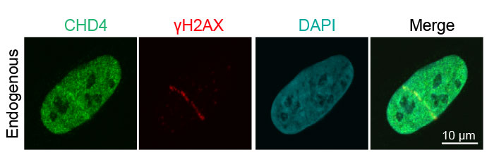 Figure 3: Recruitment of endogenous DNA damage repair proteins to DNA strand breaks