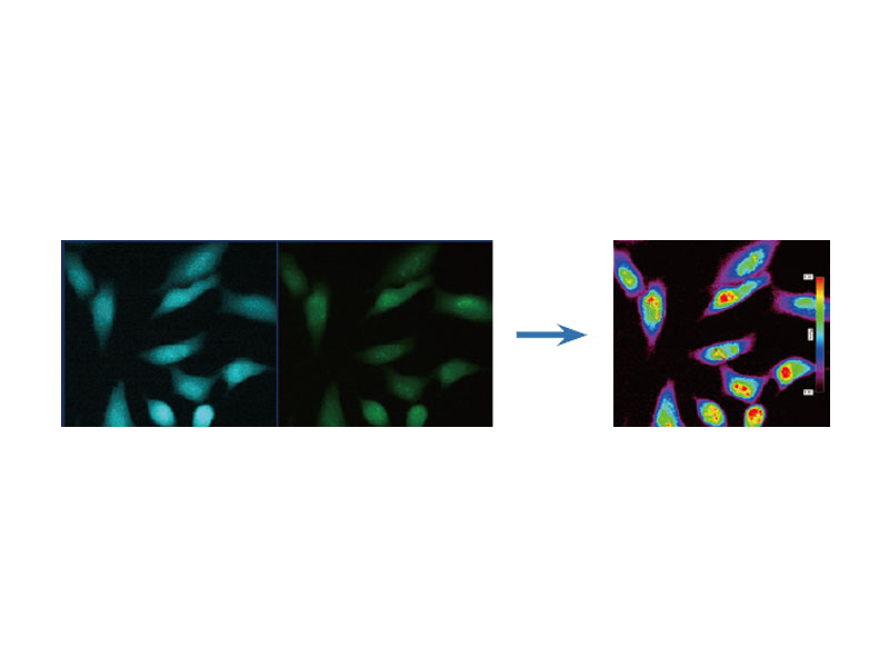 Analysis Tools | CellSens Software | Olympus LS