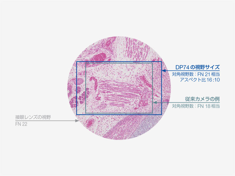 アズワン 1-1925-02 ズーム実体顕微鏡 CP745 三眼【1台】 1192502