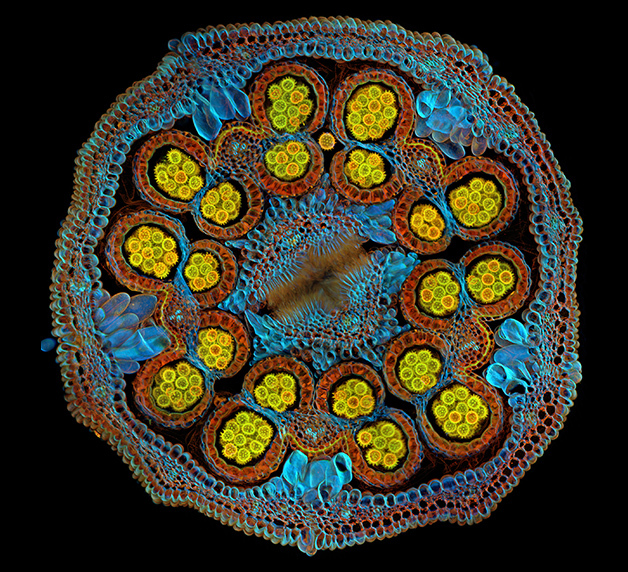 Cross-section of a Cosmic Orange aster flower with pollen grains maturing inside anthers. Captured by Igor Siwanowicz of the United States.