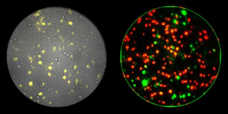 Three-channel single-cell resolution imaging with fluorescence (right, red/green), bioluminescence (left, yellow), and phase contrast (left, grayscale). Data courtesy of Itaru Imayoshi, Research Center for Dynamic Living Systems, Graduate School of Biostudies, Kyoto University; Akihiro Isomura, Ryoichiro Kageyama, Institute for Virus Research, Kyoto University.