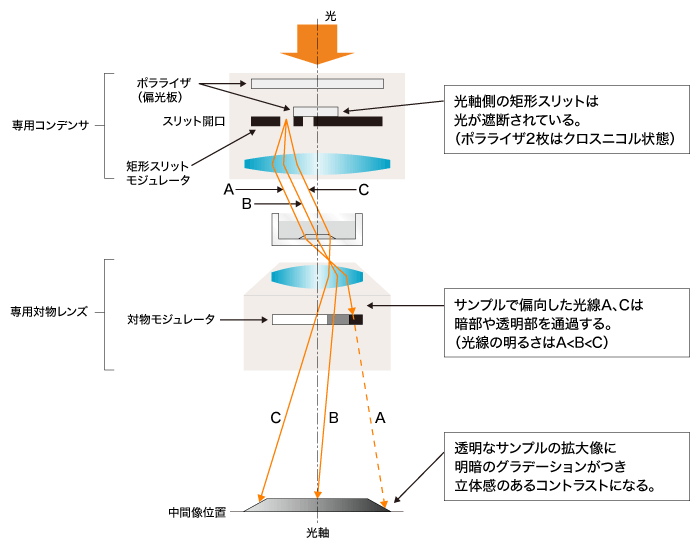 図6-a レリーフコントラスト観察時の光路図（サンプルを置いた場合／倒立顕微鏡）