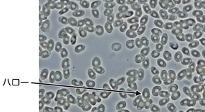 図12 位相差観察（ポジティブコントラスト）による生細胞（カエル血球）