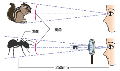 図3 虫眼鏡を通して見る物体の大きさ （肉眼で見たリスと虫眼鏡で見た蟻は明視距離で同じ大きさに見える）
