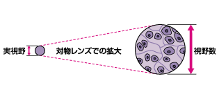 図5 視野数と実視野