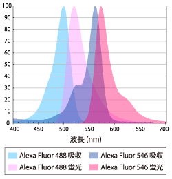 図4 Alexa Fluor 488、Alexa Fluor 546のスペクトル