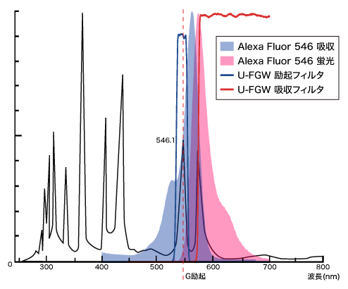 図3 Alexa Fluor 546、U-FGW 及び Hg光源の波長スペクトル