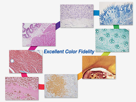 High Color Fidelity for Most Stains Used in the Life Sciences