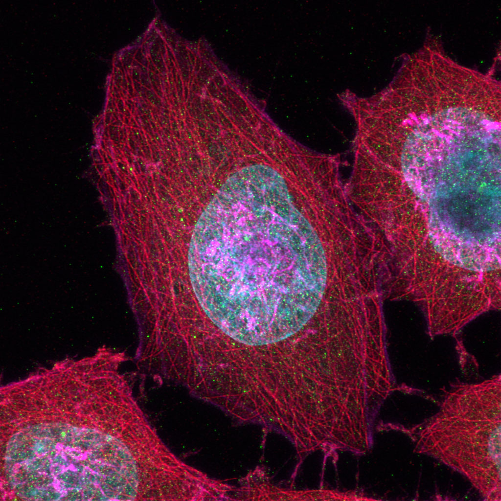 Cellule à quatre couleurs de cytosquelette