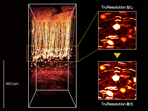 マウスin vivo脳の深さ600μm付近で取得した画像のMaximum projection画像