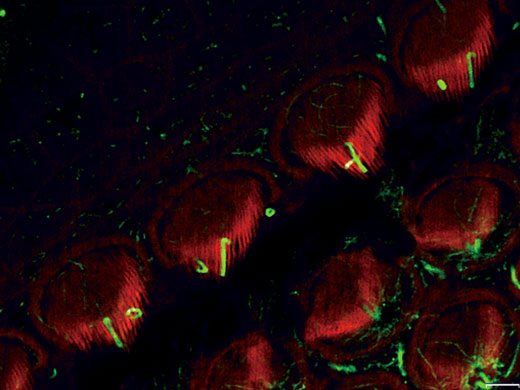 Stéréocils et kinocils de cellules ciliées internes dans l’organe de Corti (actine : orange, tubuline : vert)