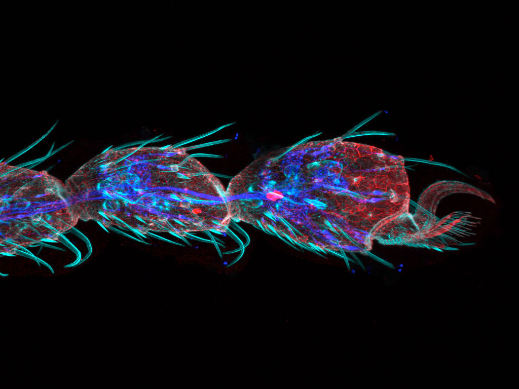 Image confocale de l’extrémité de la patte d’une drosophile marquée avec des fluorophores cyan, rouge et bleu.