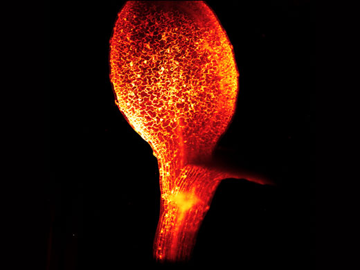 Membranfärbung in vivo, Arabidopsis-Blatt bei 10x