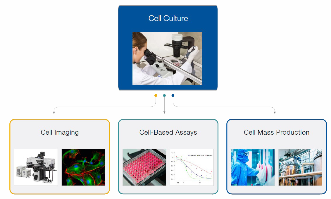 Cell culture workflow
