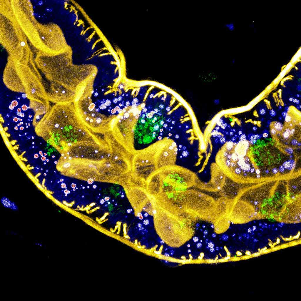 Mehrfarbiges Fluoreszenzbild des Hinterdarms von Drosophila-Larven