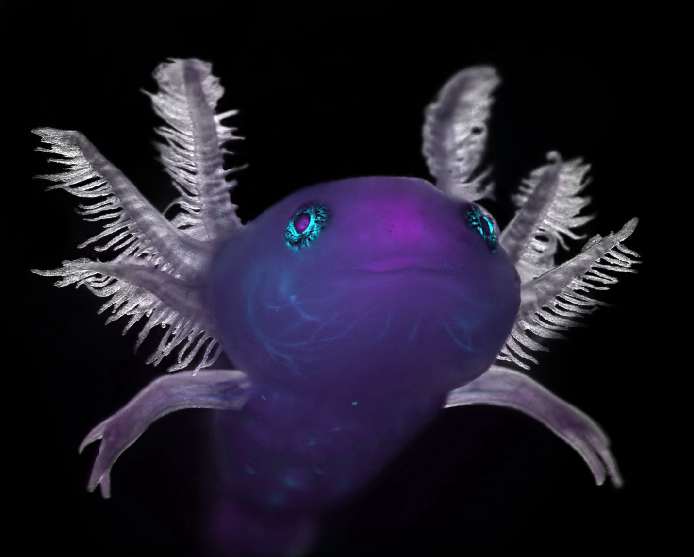 Axolotl captured with a stereoscope. Captured by Marko Pende.