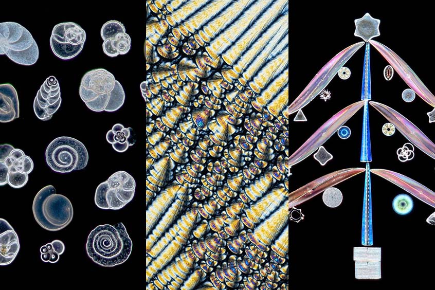 Œuvres d’art de la microscopie
