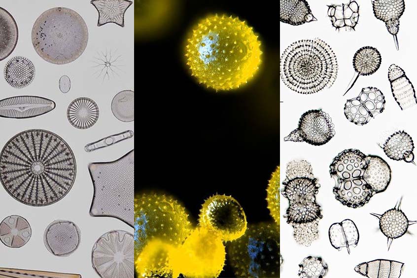 Mikroskopiebilder als Kunst