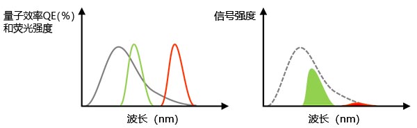 图3 – 左：灰线代表相机在检测各波长光线的量子效率。绿线和红线代表荧光染料的发射光谱。右图：检测到的总信号等于左图量子效率和荧光光谱的乘积（即坐标图中的绿色、红色面积大小）。在这个例子中，虽然红色荧光信号足够强，但对应波长范围的量子效率低，因此实际检测到信号值也非常弱。