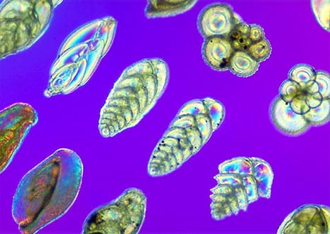 Foraminifera Plankton