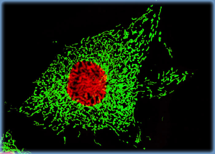 Prophase Nucleus in an Isolated BPAE Cell Stained with DRAQ5