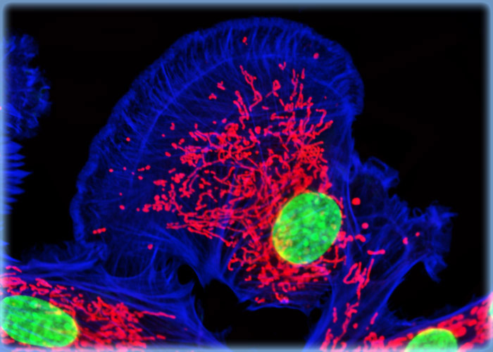 Fox Lung Fibroblast Cells (FoLu Line)
