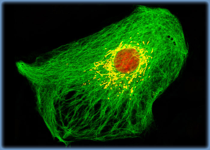Targeting the Golgi and Intermediate Filament Networks in OMK Cell Cultures with Immunofluorescence