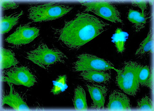 A549 Cellular Mitosis