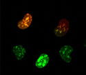 Baby Hamster Kidney Cells with Kaede Nucleus Fluorescence