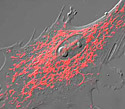 Gray Fox Lung Fibroblast Cells with mKO Mitochondria