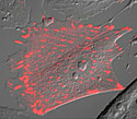 Gray Fox Lung Fibroblast Cells with mKusabira Orange Zyxin