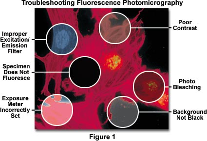 Fluorescence Microscopy Errors