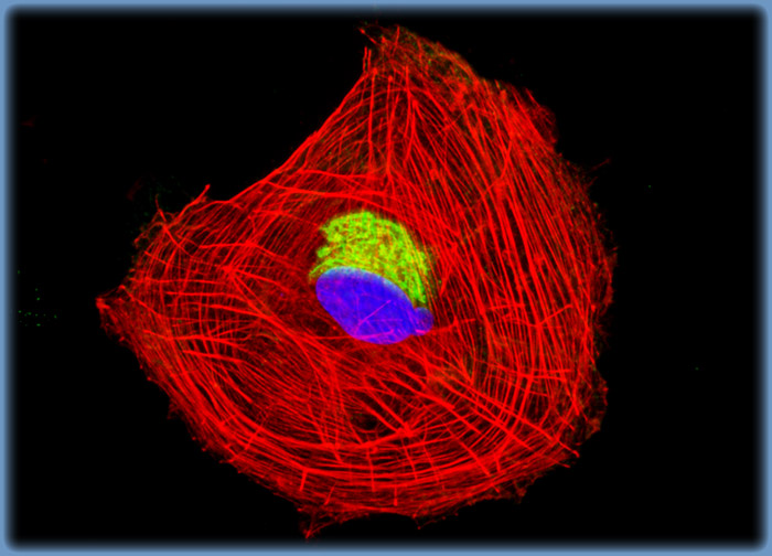 Rat Jejunum Myenteric Plexus Enteroglial Cells (EGC/PK060399egfr Line)