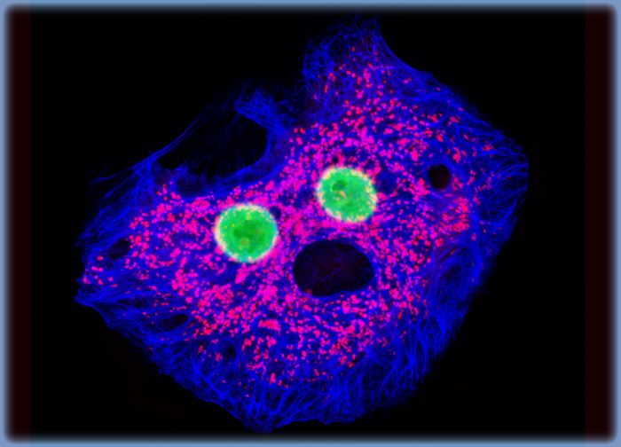 Tahr Ovary Epithelial Cells (HJ1.Ov Line)