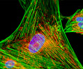 Fluorescence Digital Image Gallery - Fibroblast Cells | Olympus LS